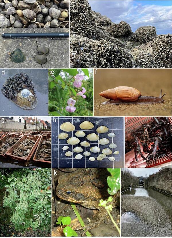 Photo collage of examples of invasive species likely to leave a fossil record