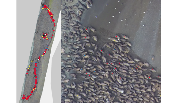 Drone imagery with walruses on beach. Red, yellow and blue dots on walruses for identification. Gulls on beach.
