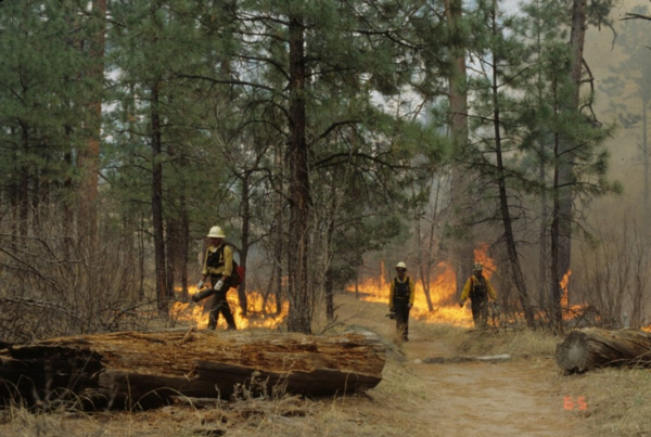 Three firefighters use drip torches to light a surface fire in a ponderosa pine forest