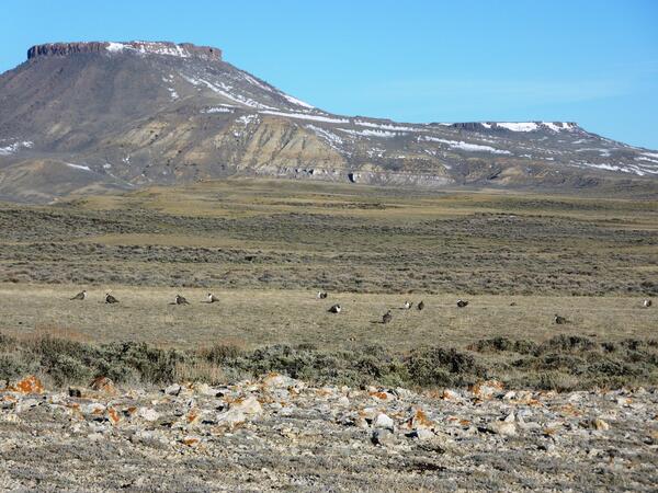a sagebrush landscape in front of a mesa, with greater sage-grouse lekking