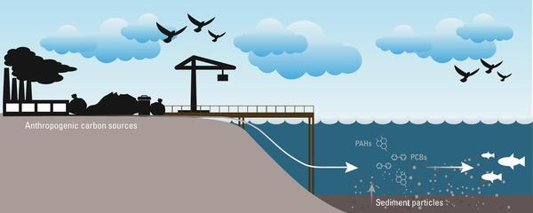 Graphical abstract for Bellingham Bay contaminant study showing pathways of contamination