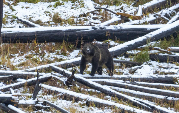 photo of a grizzly bear standing on snow-covered logs