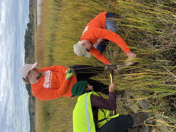 USGS scientists and partners collect a soil core from a salt marsh in Massachusetts.