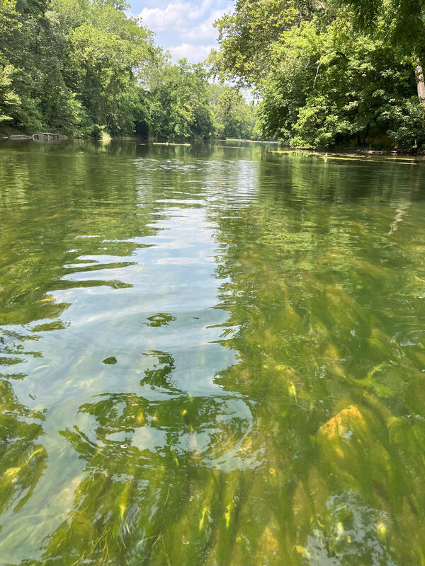 The Shenandoah river during a harmful algal bloom event. The water is green and thick mats of algae coat the riverbed.