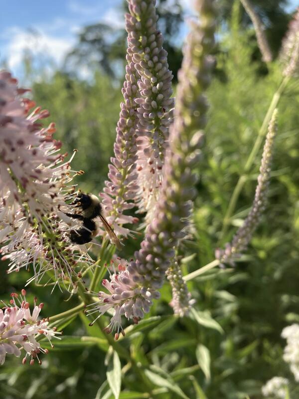 a bumble bee drinks nectar from a pink flower, with other pink flowers around it, greenery blurred in the background