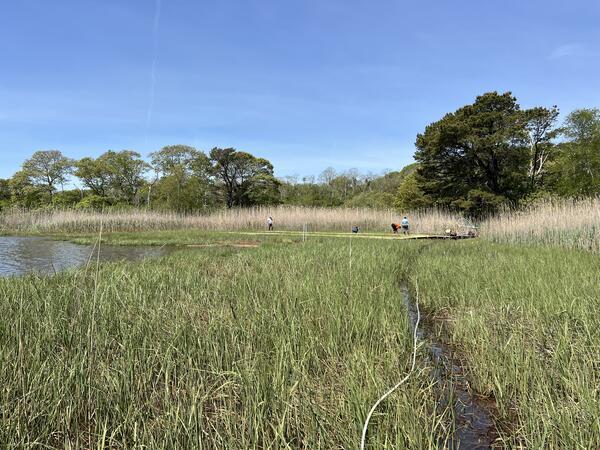 green grassy marsh with taller brown grass in the background