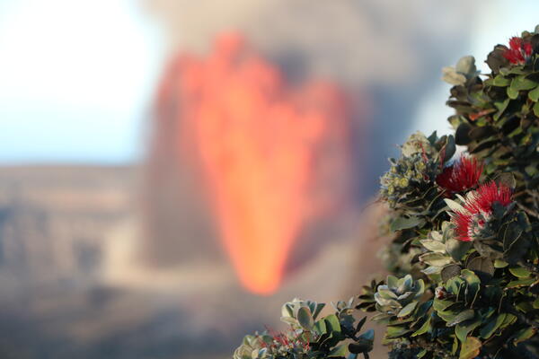 Color photograph of lava fountain with flowering tree in foreground