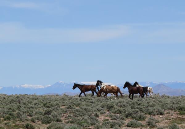 five horses stand in a sagebrush landscape, with snow-capped mountains in the background