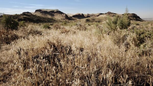 Dry grass stalks with fluffy tops cover a ridge, with only a few other plants poking through.