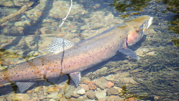 image of a Lahontan cutthroat trout in stream bed full of rocks and moss