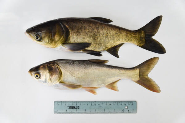 photo of Bighead Carp and Silver Carp 