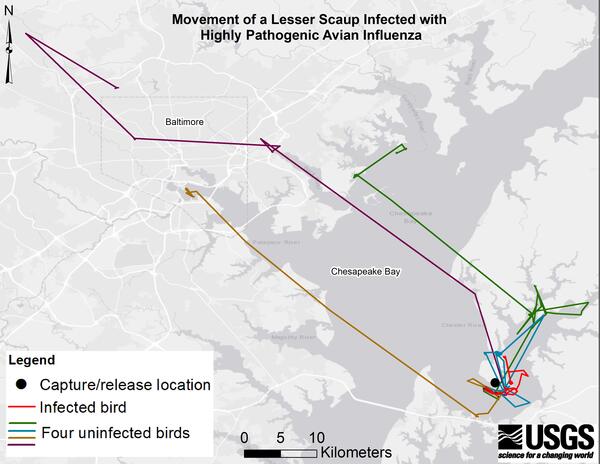 Movement of a lesser scaup infected with highly pathogenic avian influenza
