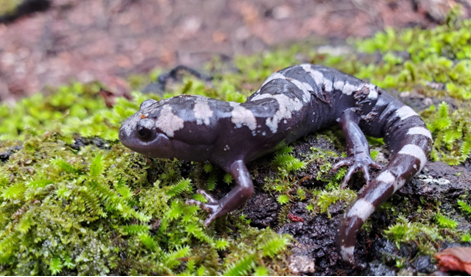 marbled salamander (Ambystoma opacum)