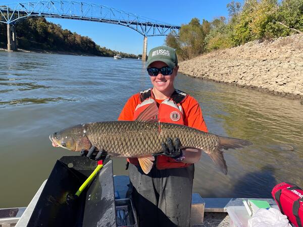 USGS Biologist prepares to release a grass carp for study.