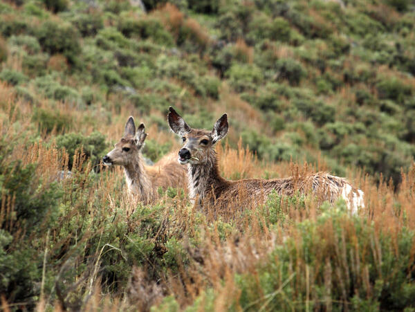 Two mule deer stand in tall vegetation and eat plants