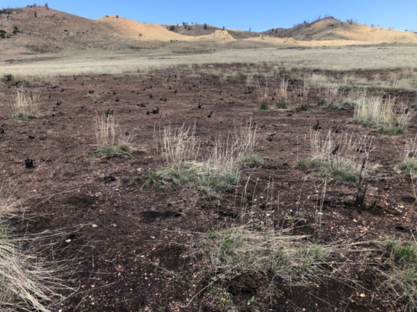 burned landscape, with brown grasses in foreground and yellow hills in the background