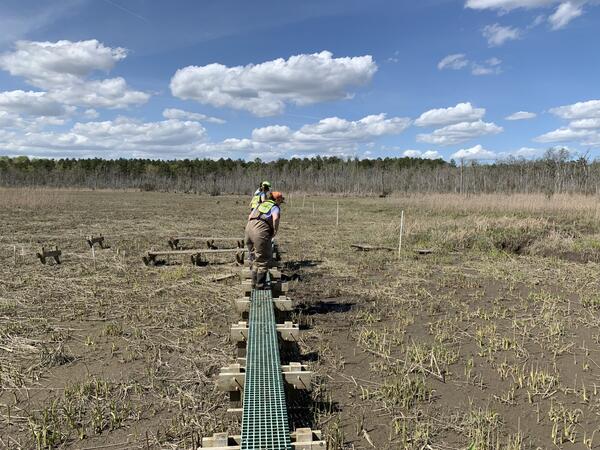 two people on green boardwalk in marsh with green and grey grasses and blue sky