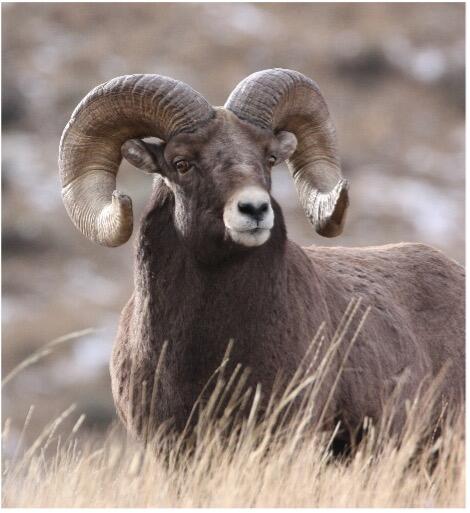 Male bighorn sheep