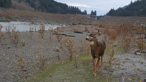 a deer with antlers standing on the rocky shore of a river
