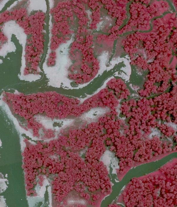 An aerial photograph of Pool 9 floodplain forest in 2010.