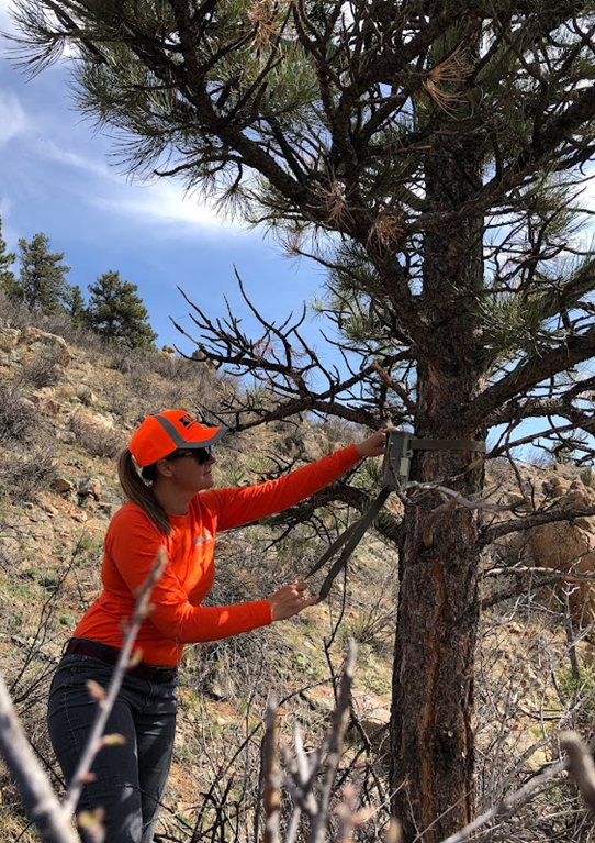 a researcher in bright orange USGS gear attaches a camera to a tree