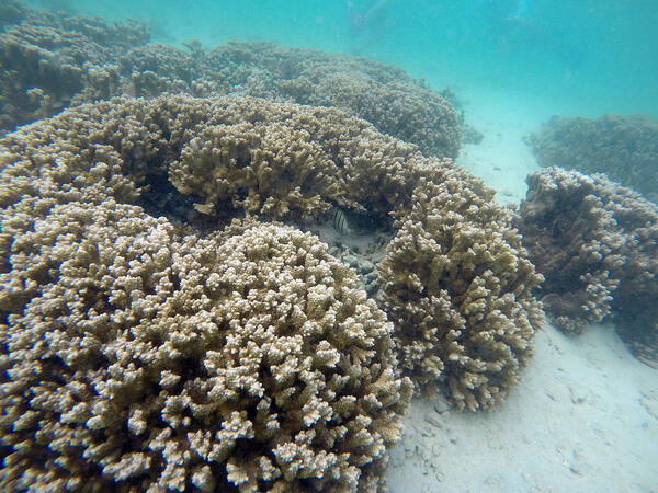Rice Corals (Montipora capitata), Kane'ohe Bay, O'ahu, Hawaii