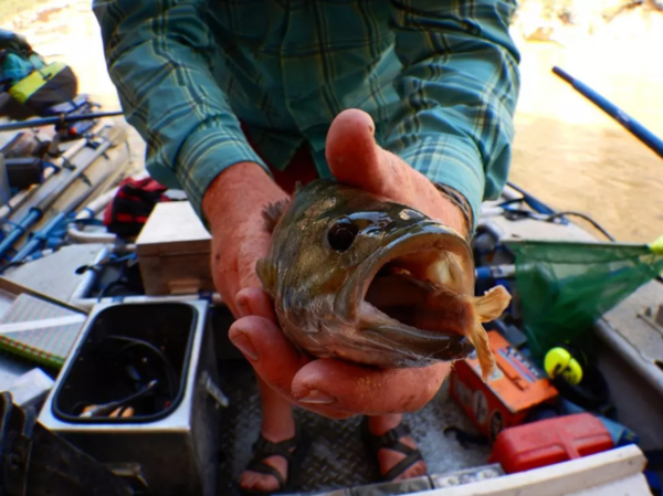 close-up of hands holding a fish with a smaller fish's tail sticking out of the larger fish's mouth