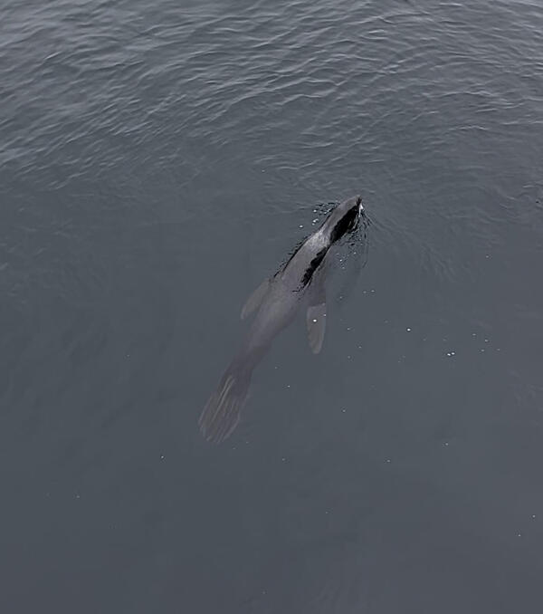 A seal floats at the surface of the water