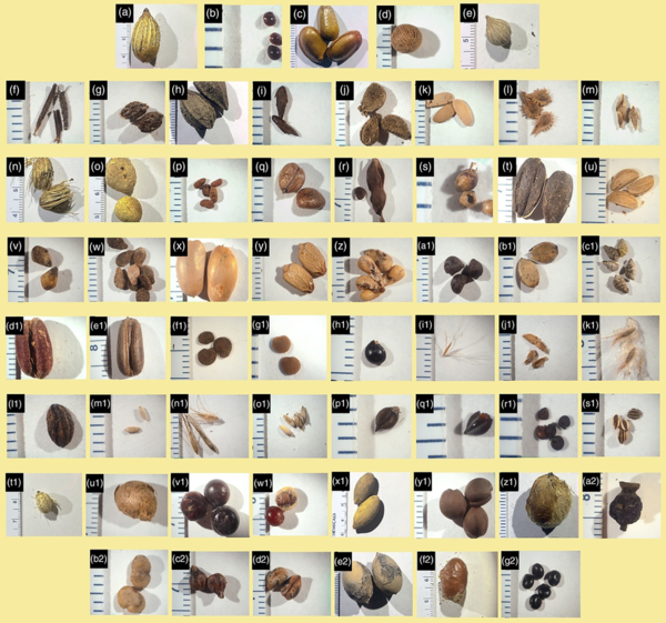 dozens of different seeds laid out in a grid, with rulers next to each 