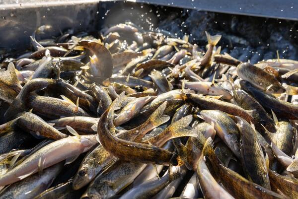 A container filled with young fish