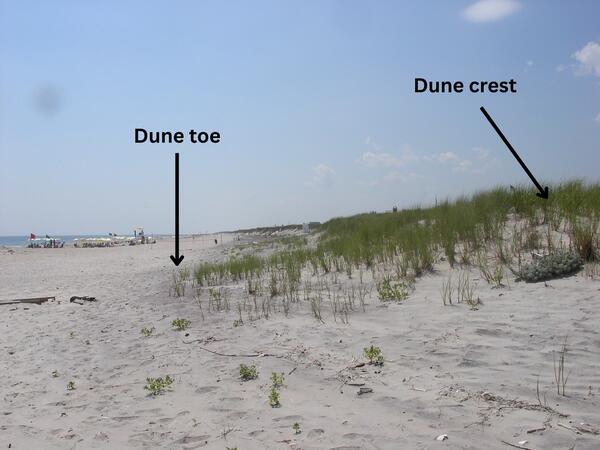 A coastal dune with the base and crest of the dune labeled