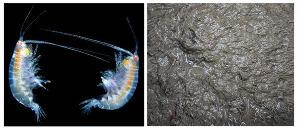 The amphipod Ampelisca abdita and its characteristic tube mat in sediment