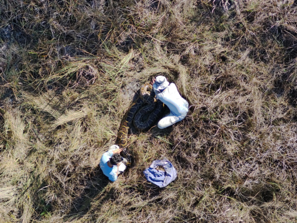 birds-eye view of two people in field gear investigating a large python in a field of grasses 