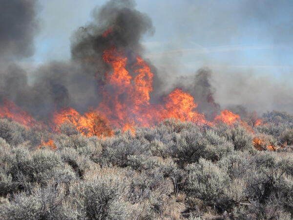 Sagebrush on fire with billowing black smoke
