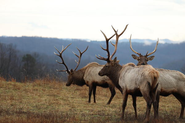 Three bull elk (Cervus canadensis) in Virginia
