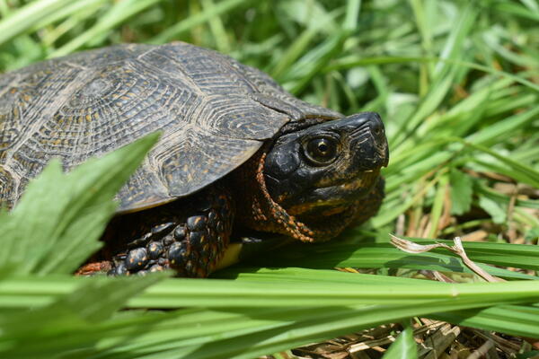 A wood turtle in a National Park