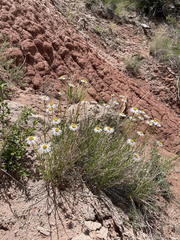 a bunch of small white flowers with yellow florets in the middle of a rocky landscape