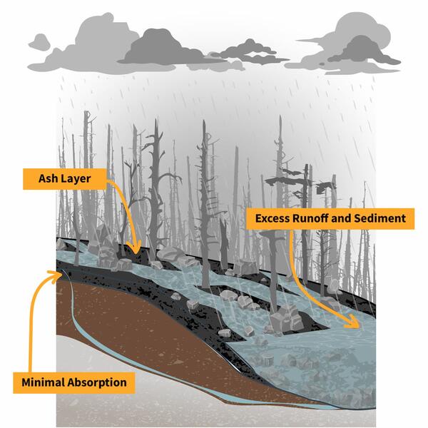 Rain is pouring on a forest after a wildfire has bruned most of the tree. Water interactions with soil is shown.