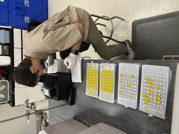 Scientist completes bacteria sample counts as part of sample processing and analysis