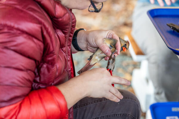 A female (brown and red) Northern Cardinal being held by a bander and receiving a bird band on the leg 