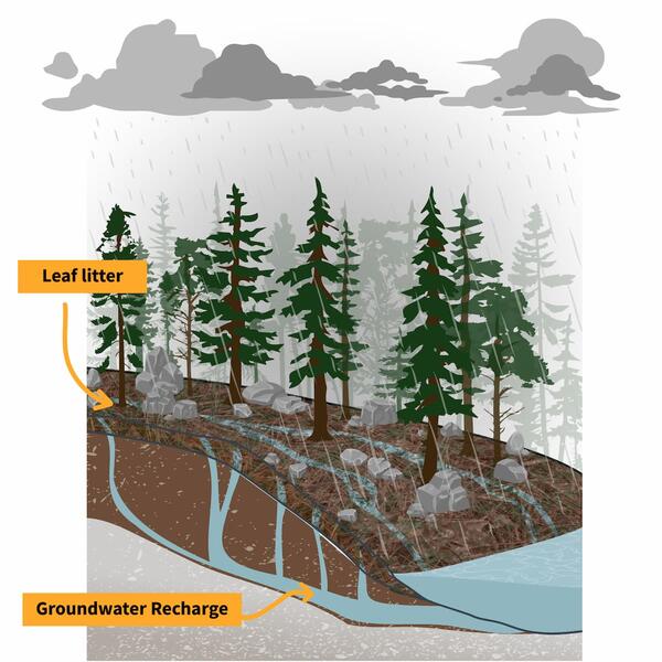 Rain is pouring down on a forest. Water adsorption into the soil is shown with leaf litter covering the topsoil