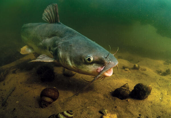 A large fish swimming underwater.