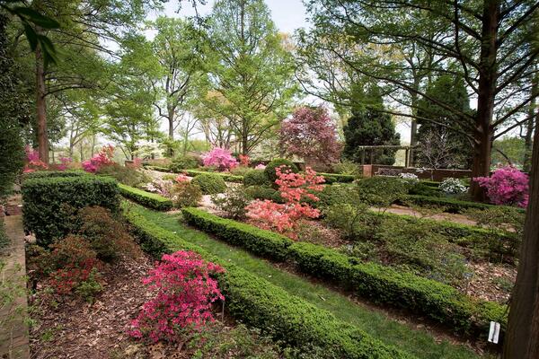 Green boxwood shrubs in traditional hedges interspersed with azaleas at the U.S. National Arboretum in Washington DC