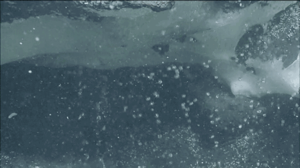 Animated GIF of methane bubbles rising from a seafloor seep in Astoria Canyon