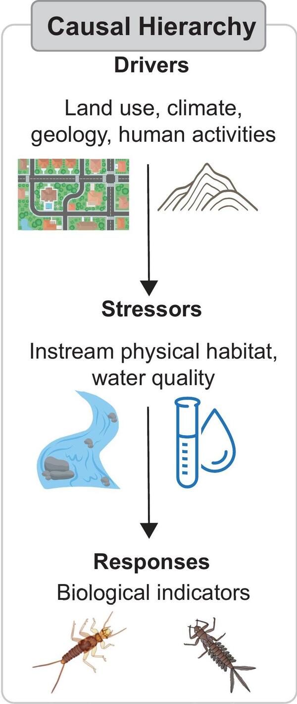 Infographic of Casual Hierarchy Drivers, Stressors, and Responses