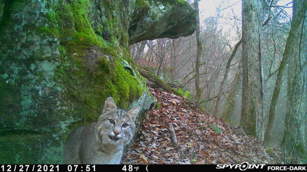 Bobcat meets Trail Cam