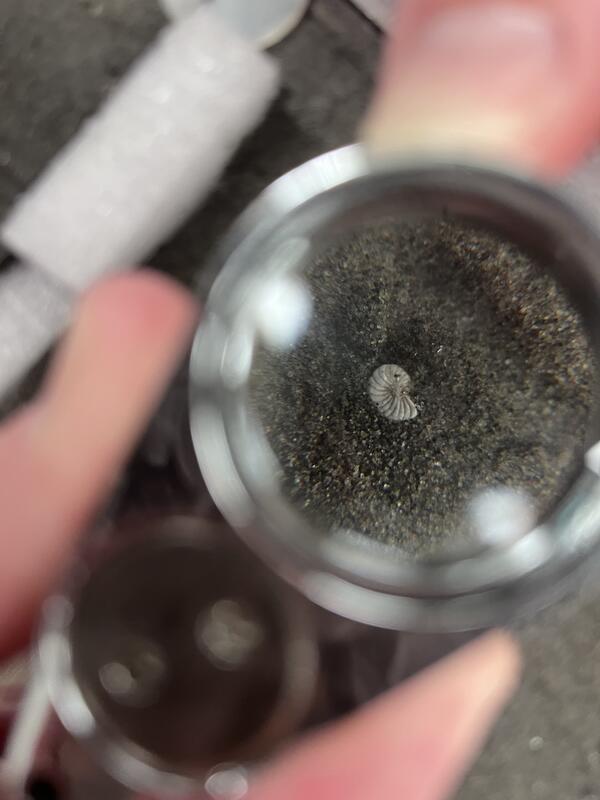 A magnifying glass exposes a foraminifera in a sediment core.