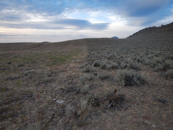 half of a field is covered in sagebrush, half is bare dirt and mowed brown grass, a road is in the distance to the left