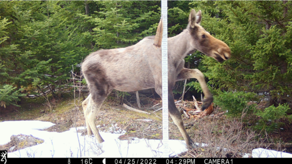 Ghost moose showing significant hair loss in Maine