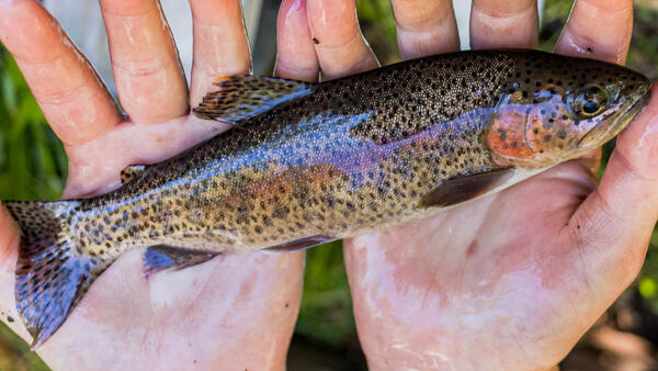 Goose Lake redband trout 